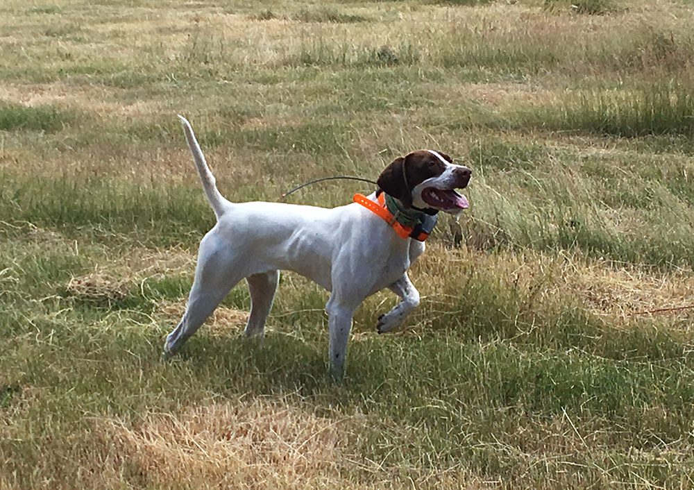 Pricing for Upland Dog Training Side By Side