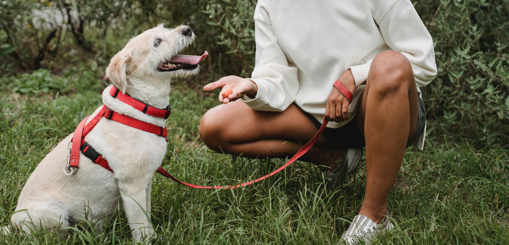 How to a Dog Walker A StepbyStep Guide