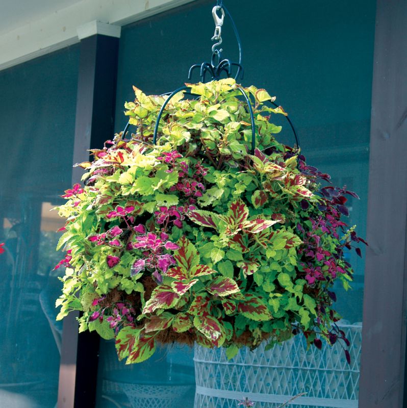 Hanging Baskets Green Walls Vertical Gardens Side Planting