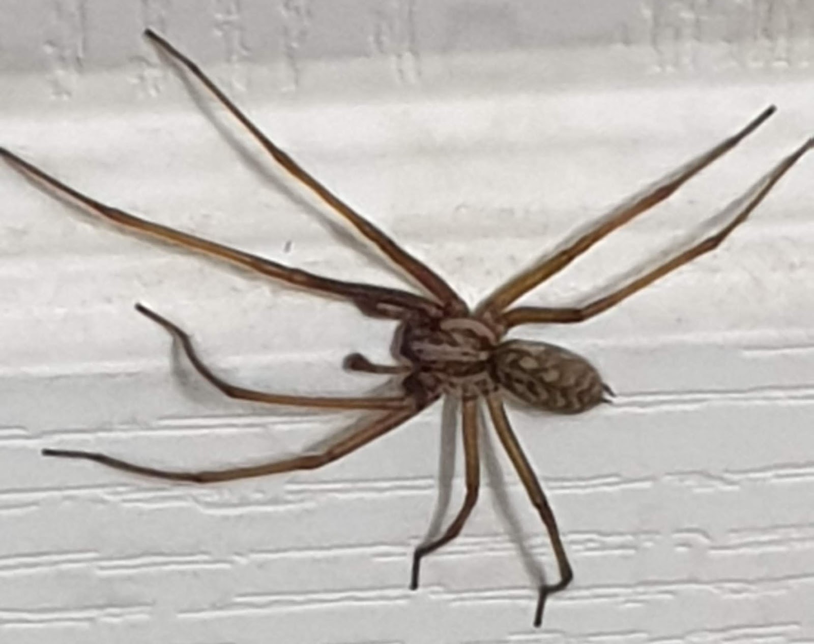 The giant house spider