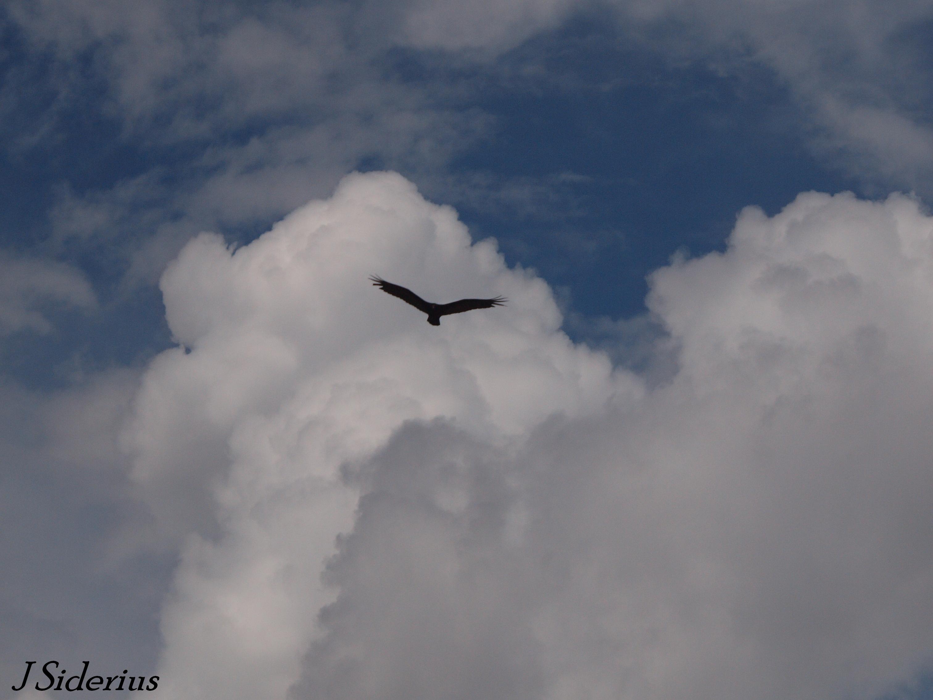 Misunderstood Omen of Doom The Turkey Vulture siderius blog
