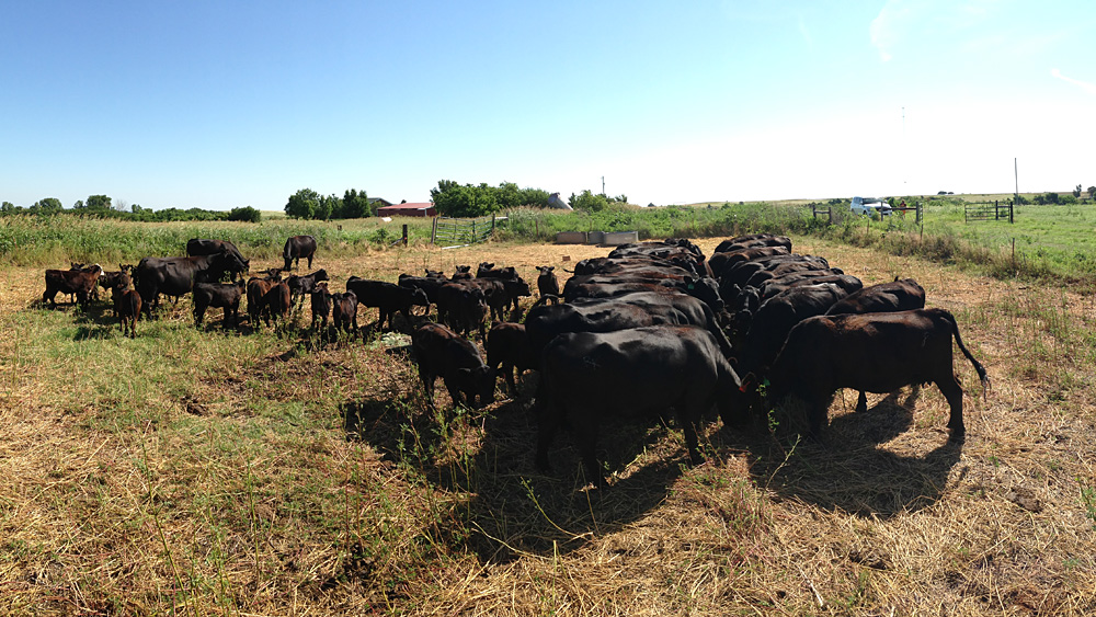 Cattle Sidwell Farms, Goltry, OK