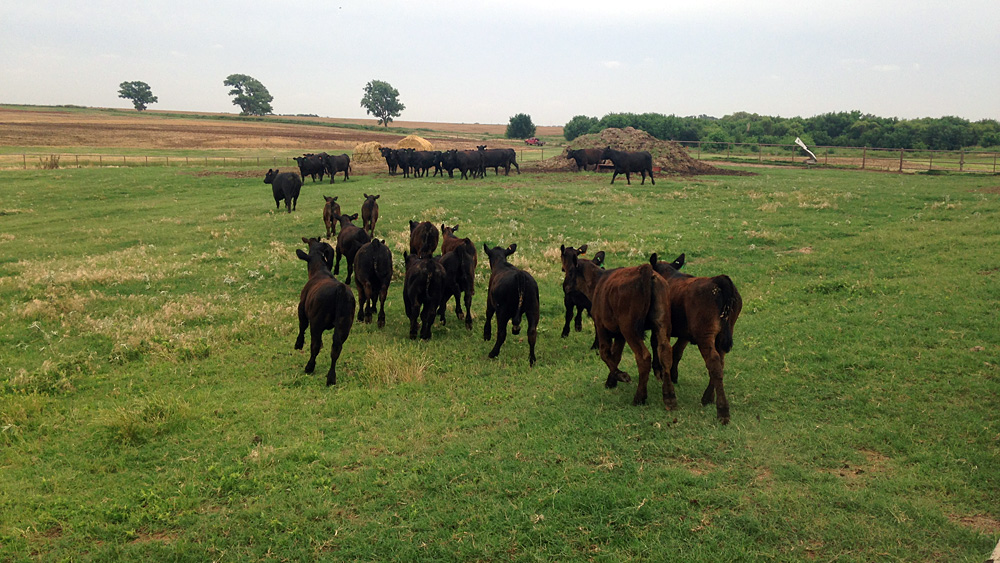 Cattle Sidwell Farms, Goltry, OK