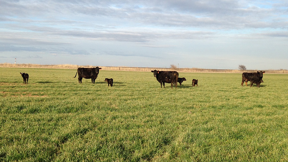 Cattle Sidwell Farms, Goltry, OK