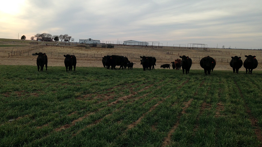 Cattle Sidwell Farms, Goltry, OK