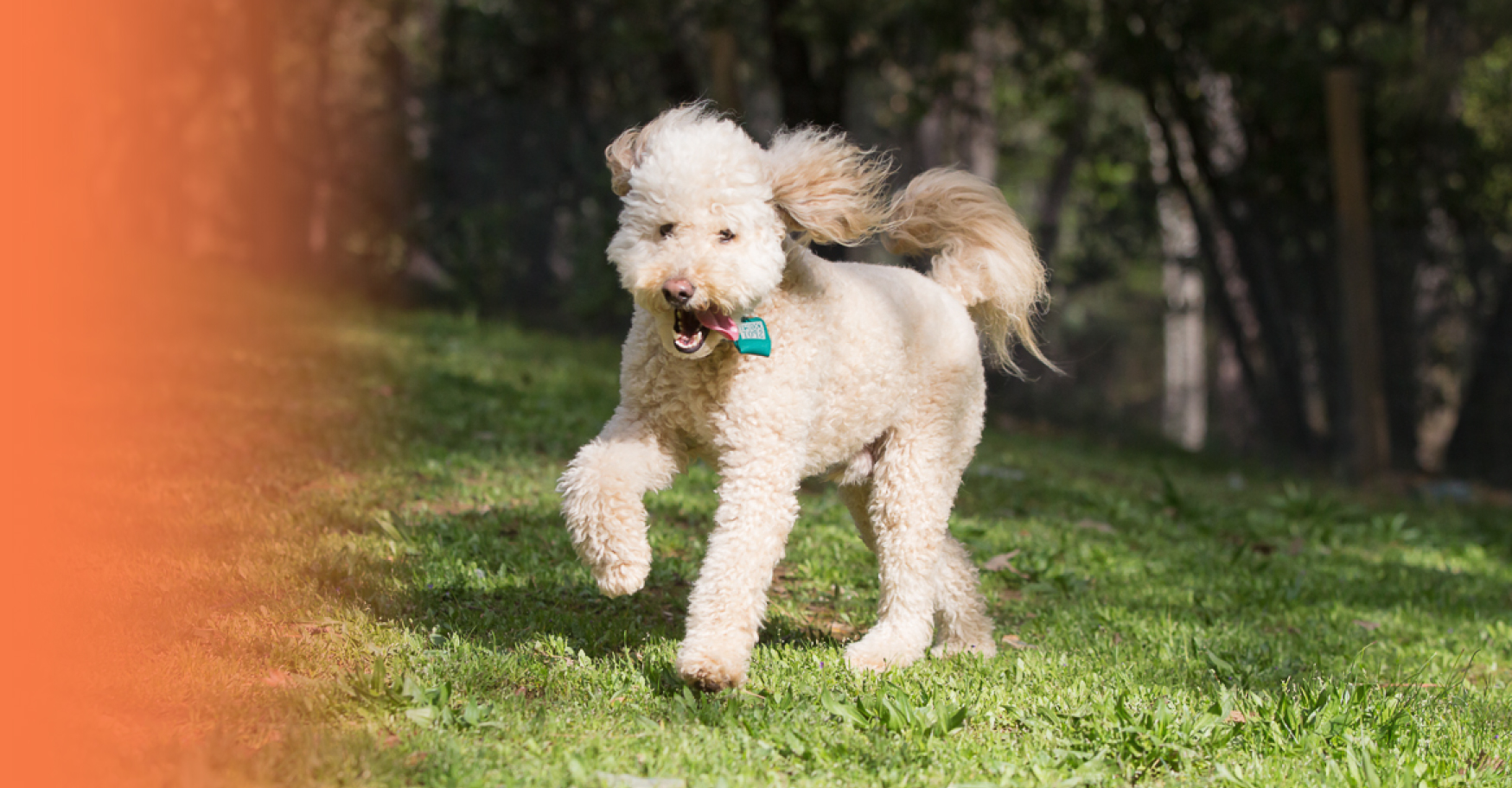 Dog Boarding Sierra Dogs