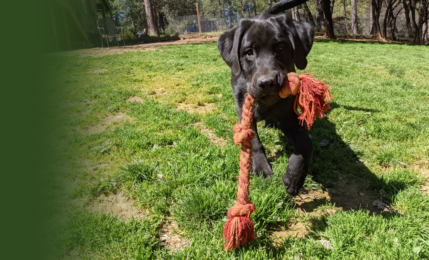Puppy Training Sierra Dogs