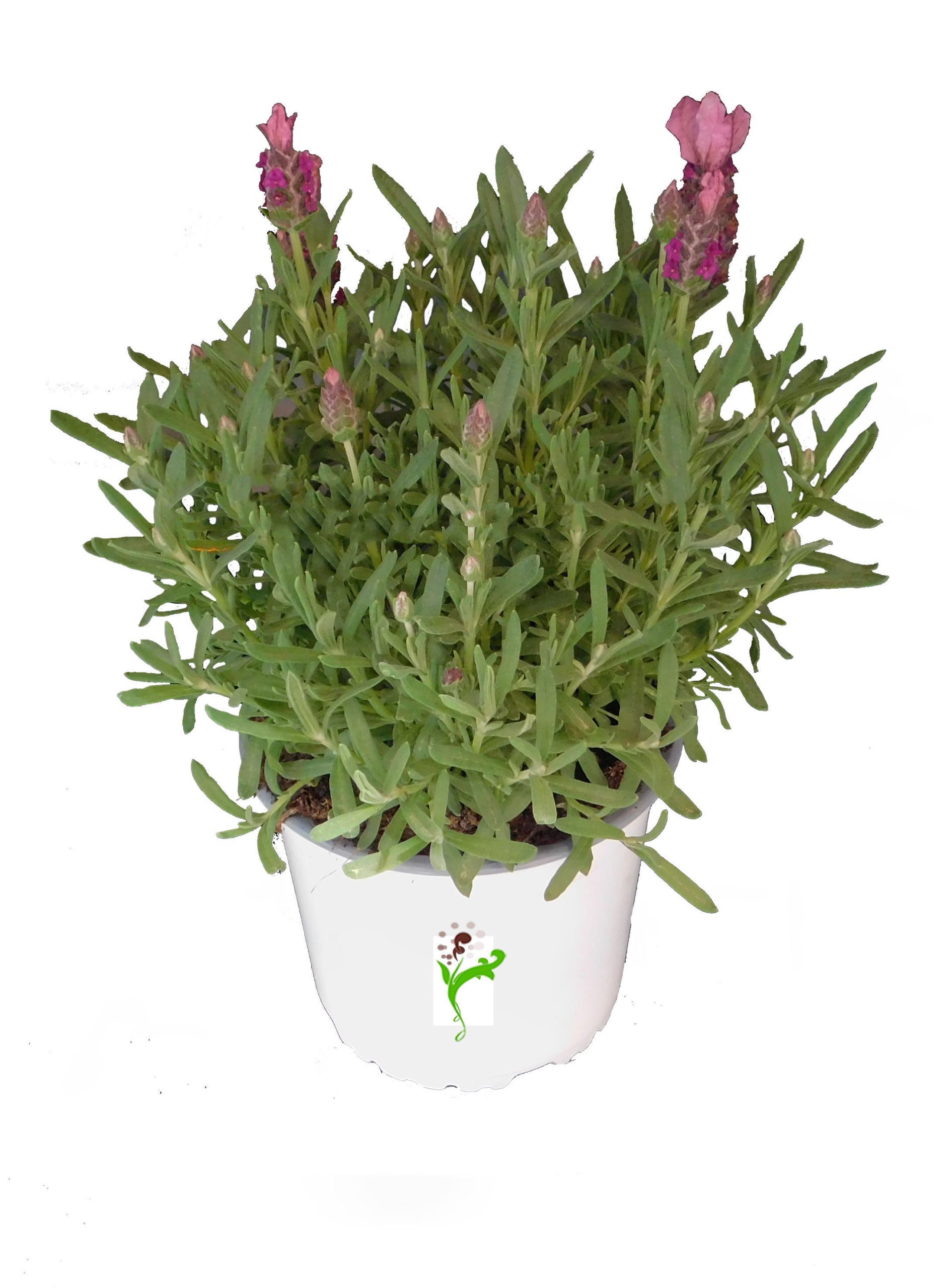 Lavanda Stoechasplanta online Sierra