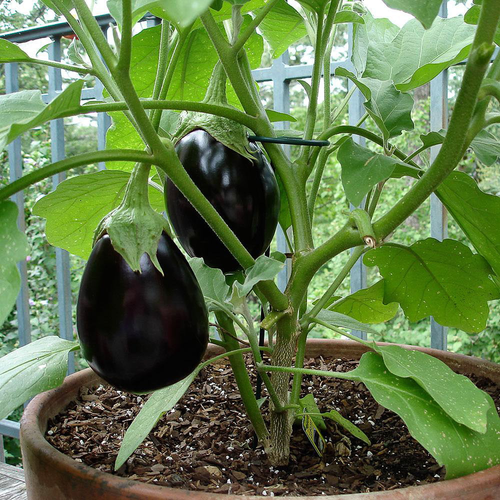 Eggplant Black Beauty seeds Sierra Flora