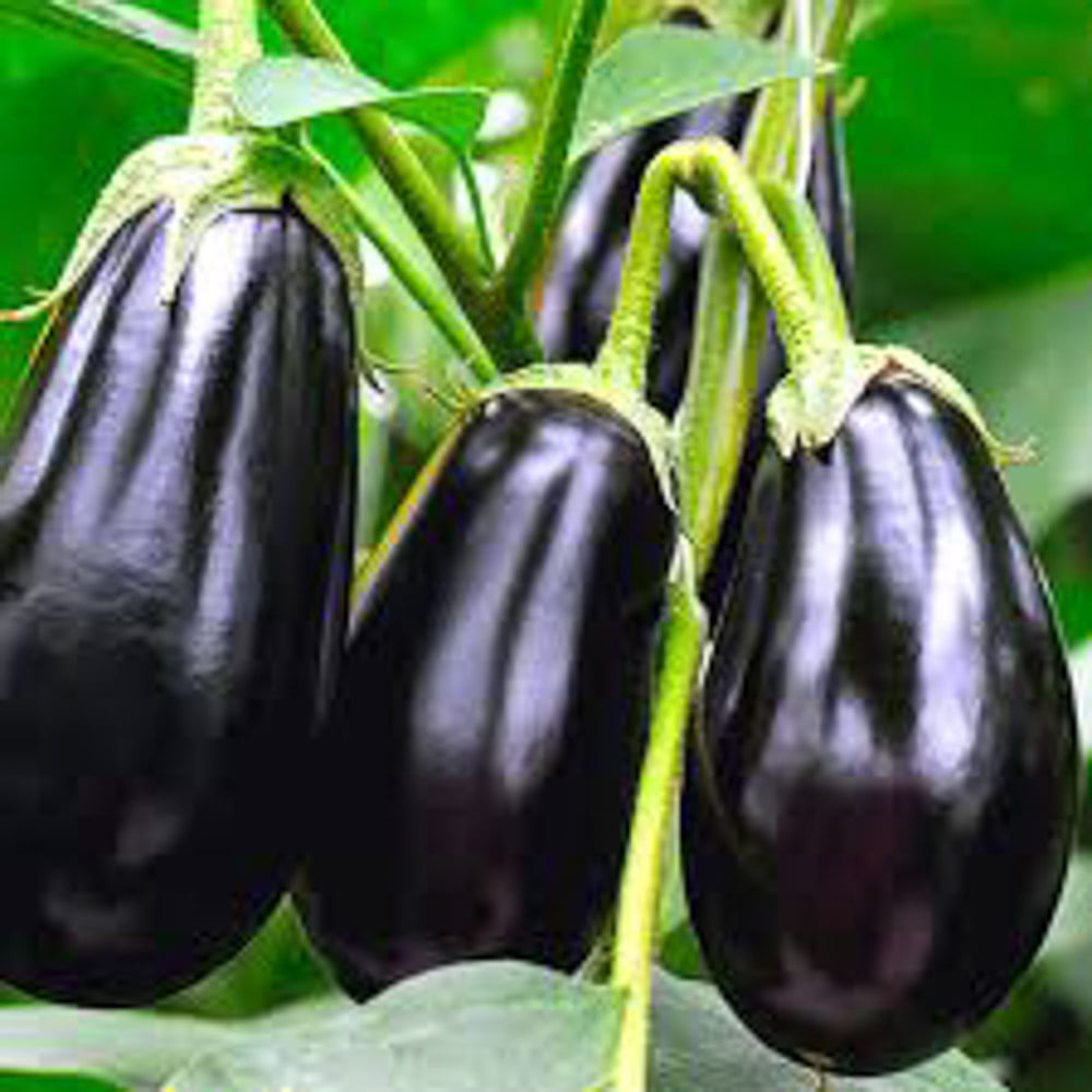 Eggplant Black Beauty seeds Sierra Flora