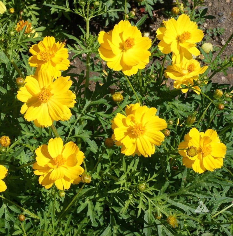 Cosmos Sulphur Gold flower seeds Sierra Flora
