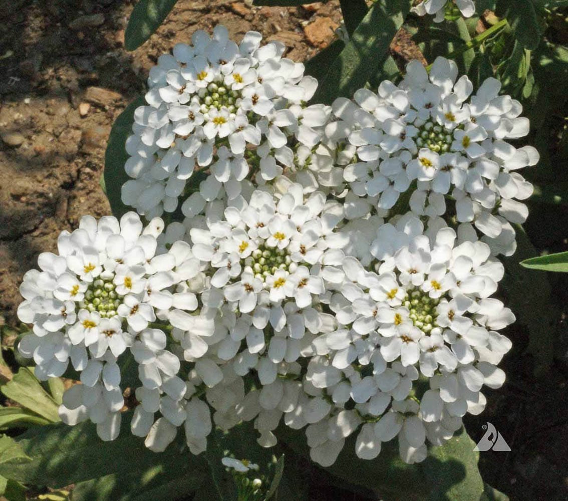 Candytuft Empress Rocket flower seeds Sierra Flora