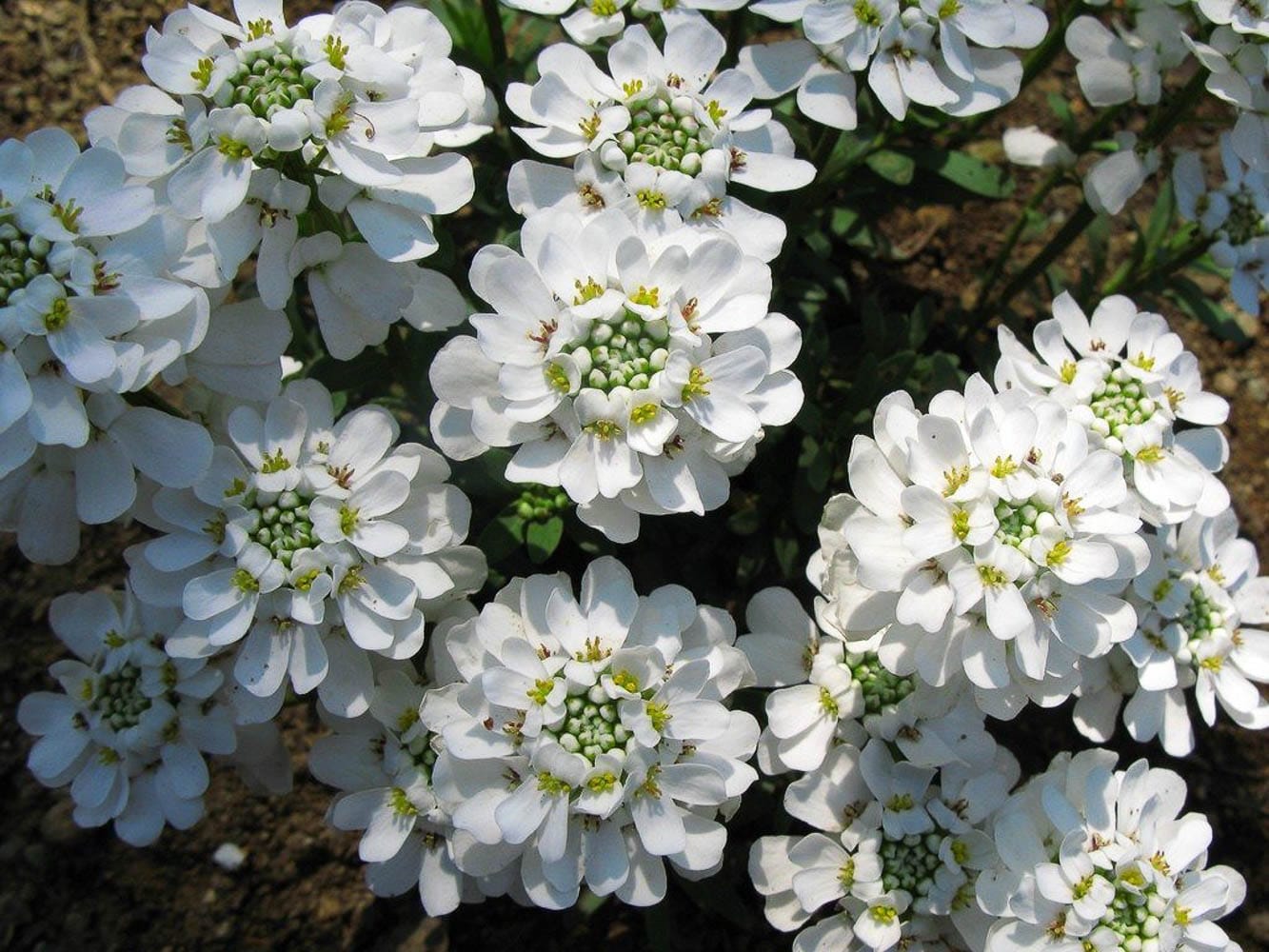 Candytuft Empress Rocket flower seeds Sierra Flora