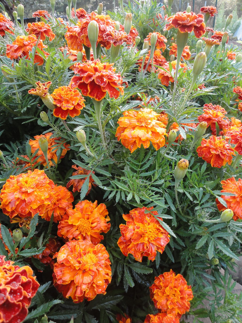 Marigold Sparky French flower seeds Sierra Flora