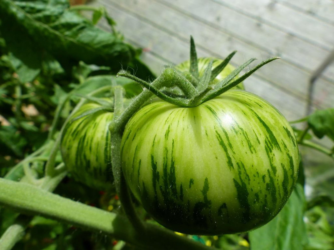 Tomato Green Zebra seeds Sierra Flora