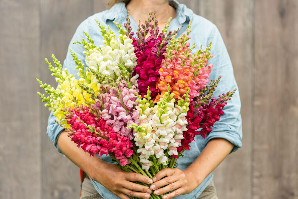 Snapdragon Classic Mix flower seeds Sierra Flora