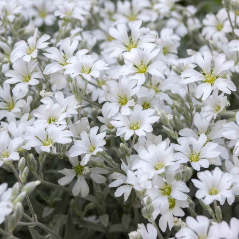 Snow in Summer flower seeds Sierra Flora