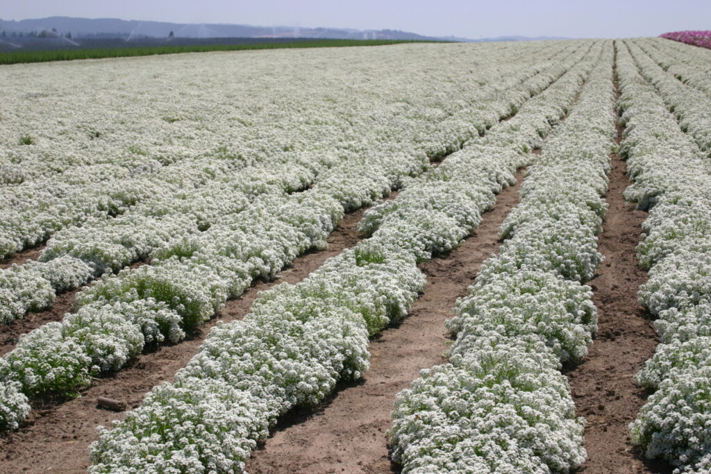 Snow in Summer flower seeds Sierra Flora