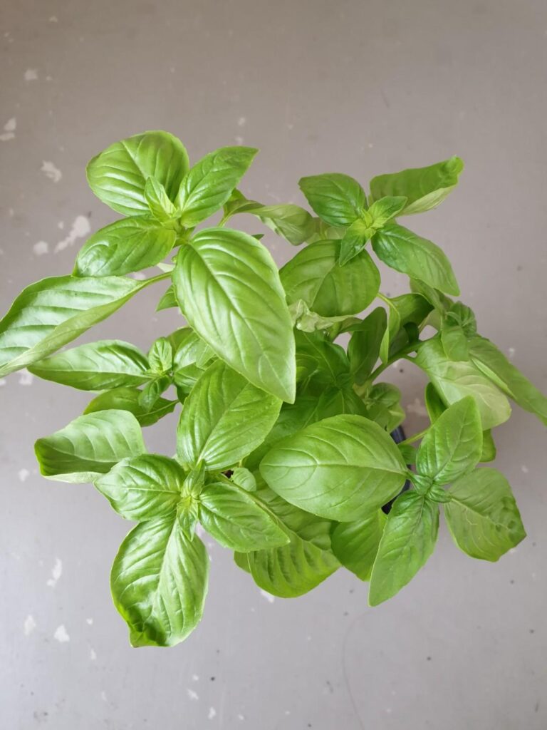 Basil Genovese herb seeds Sierra Flora