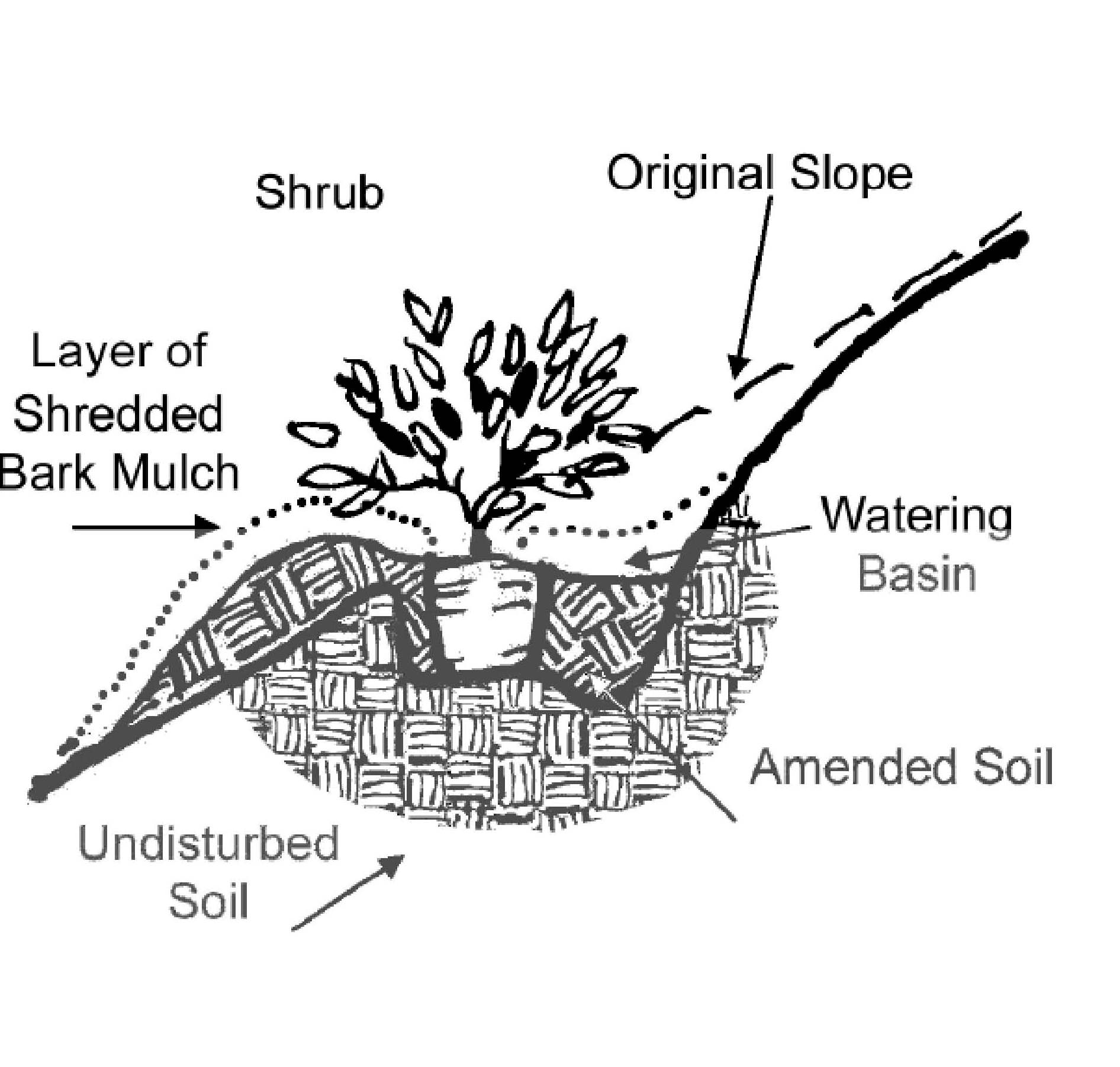 Fall planting in the Sierra foothills Sierra Foothill Garden