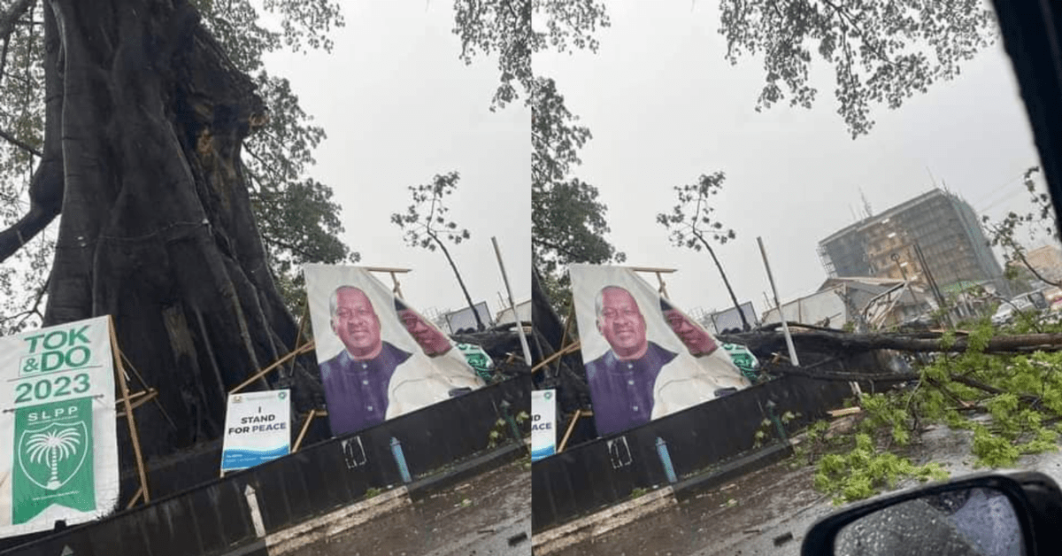 BREAKING Portion of Cotton Tree Downed