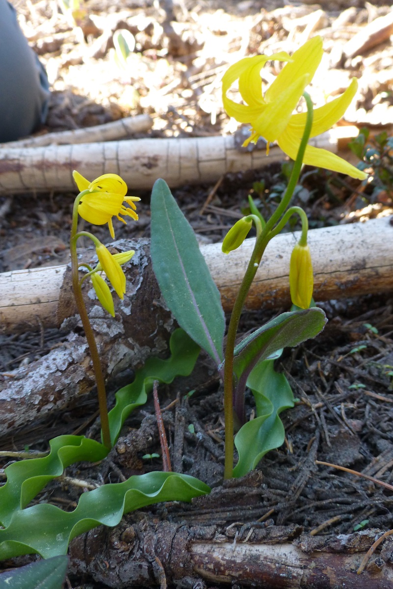 Hiking up to Little Shuteye Peak Sierra News Online