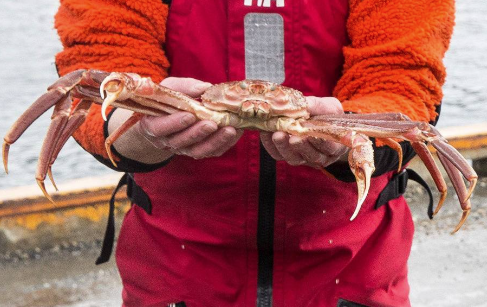 Alaskan Snow Crab Population Sees 90 Decline