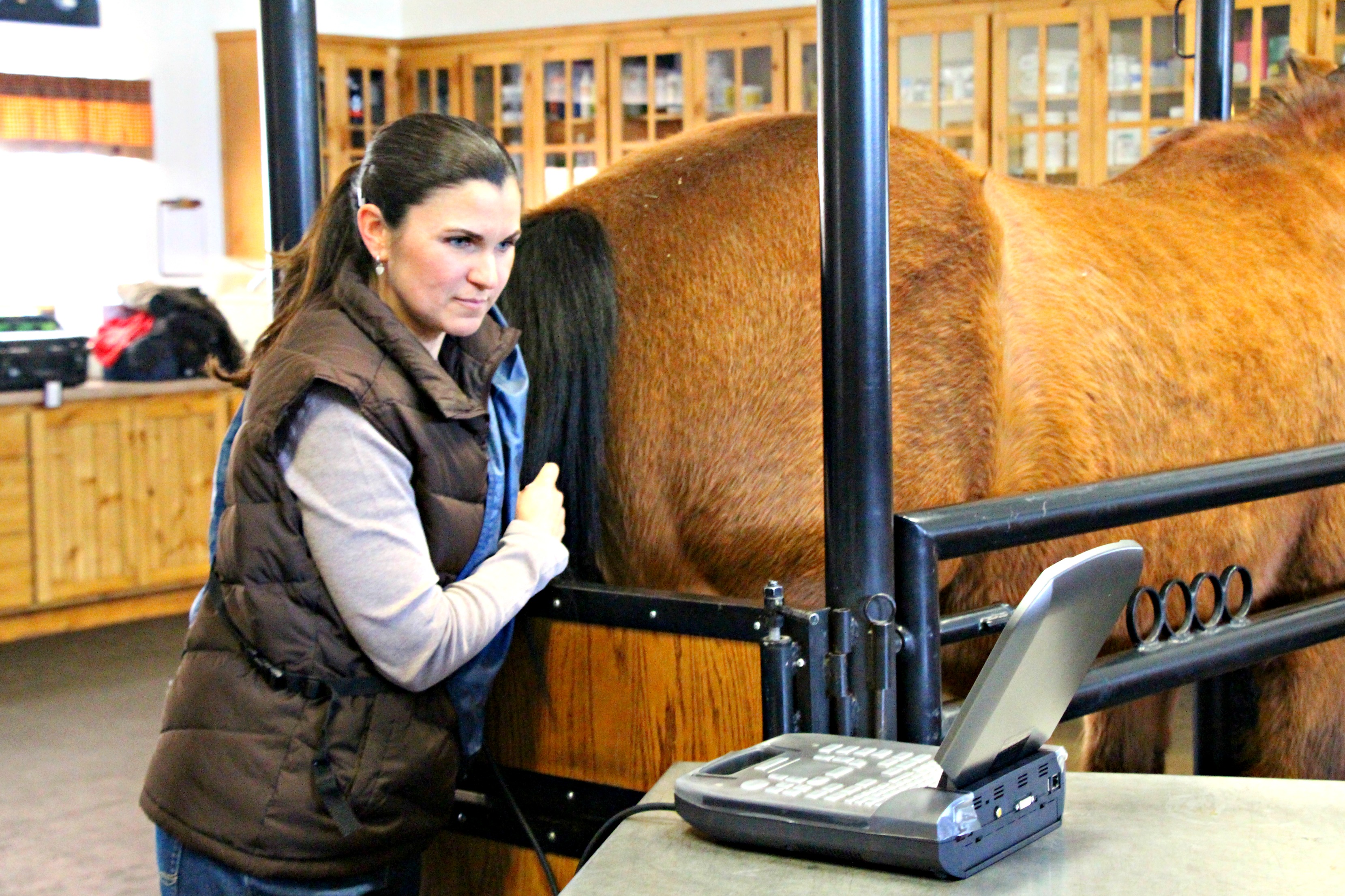 Reproduction Veterinarians Chilcoot Sierra Valley Large Animal