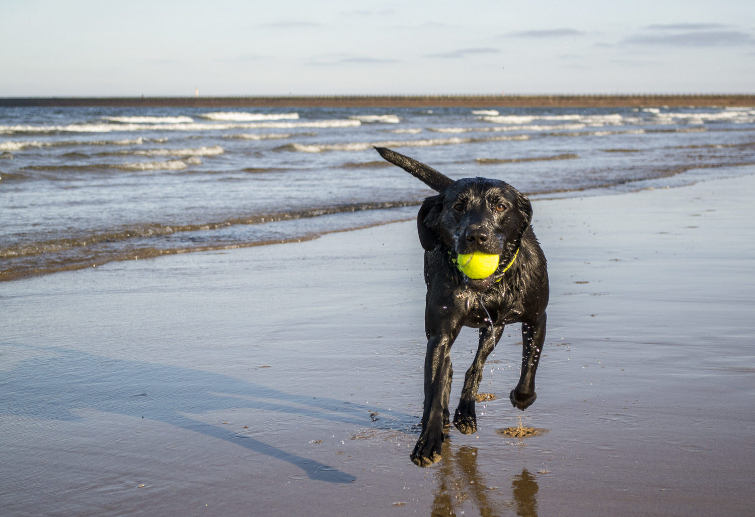 Are Tennis Balls Bad For Dogs Teeth