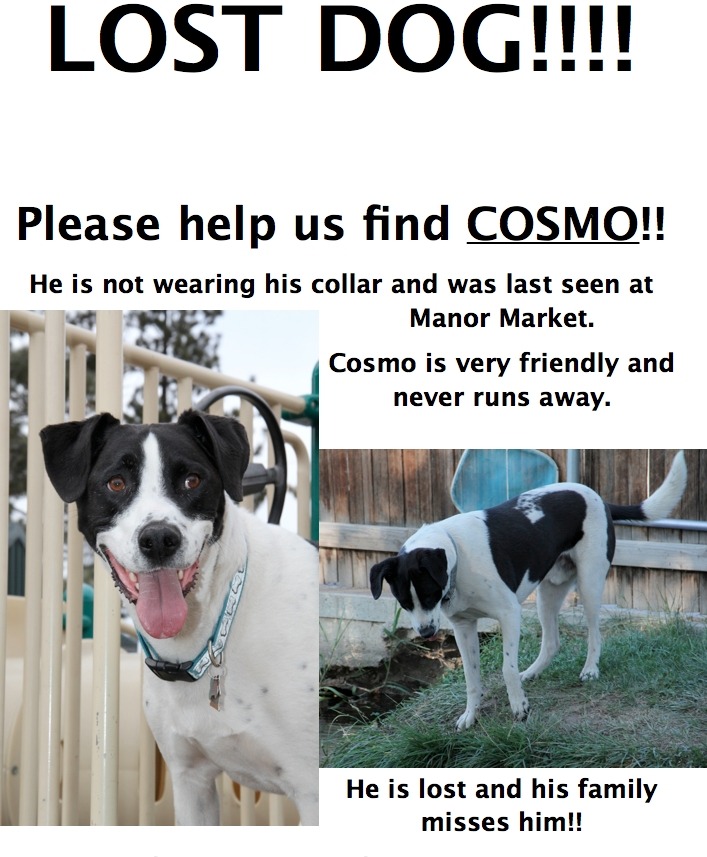 Help find Cosmo the dog Sierra Wave Eastern Sierra NewsSierra Wave
