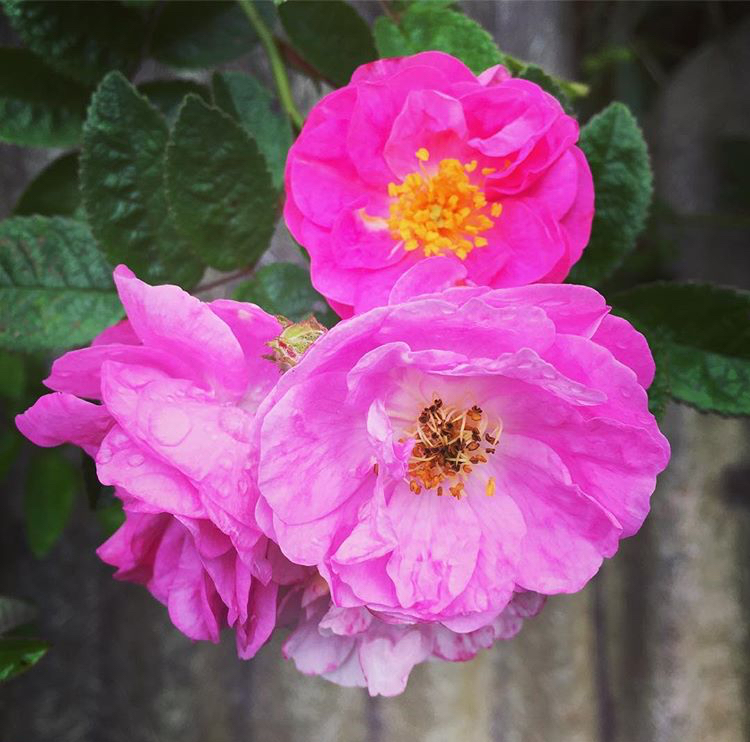 Rose Flower Essence Sierra y Cielo