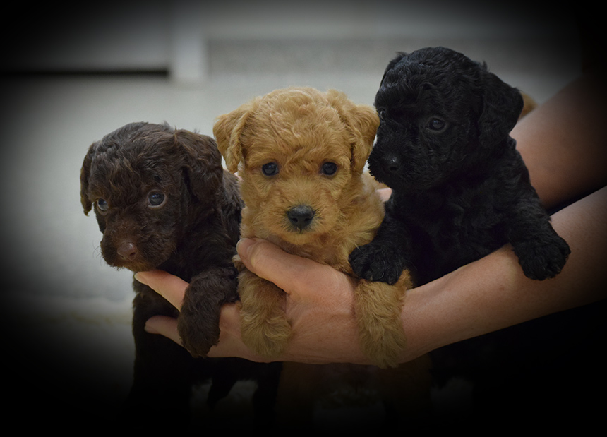 A guide to the Mini Labradoodle What you need to know Siess Ranch Labrador Puppy Mini