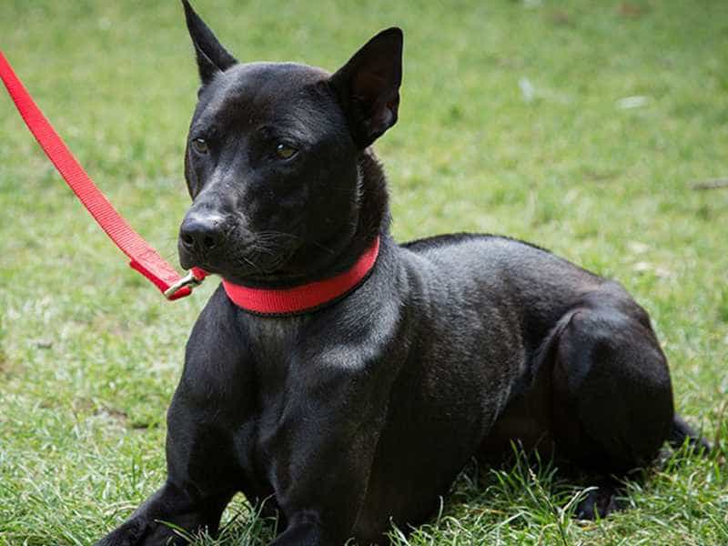 5 Amazing Domesticated Animals Native To Vietnam