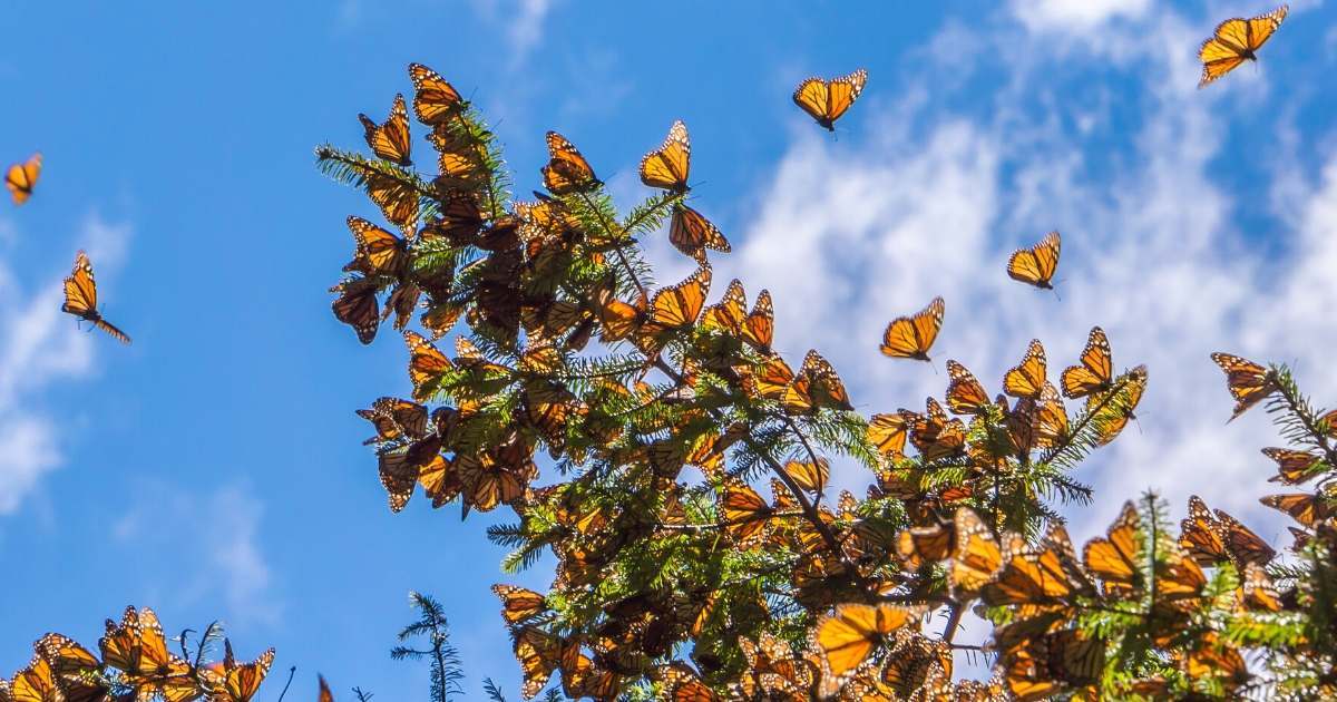 See Monarch Butterflies Near Valle de Bravo, Mexico — sightDOING