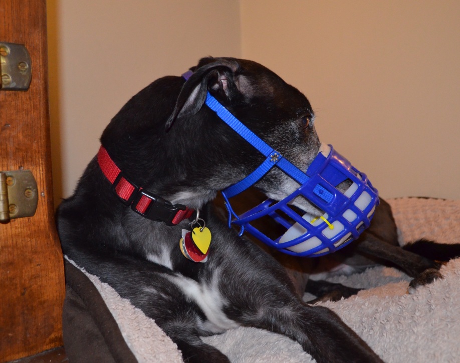 A Muzzle For Dogs Eating Poop