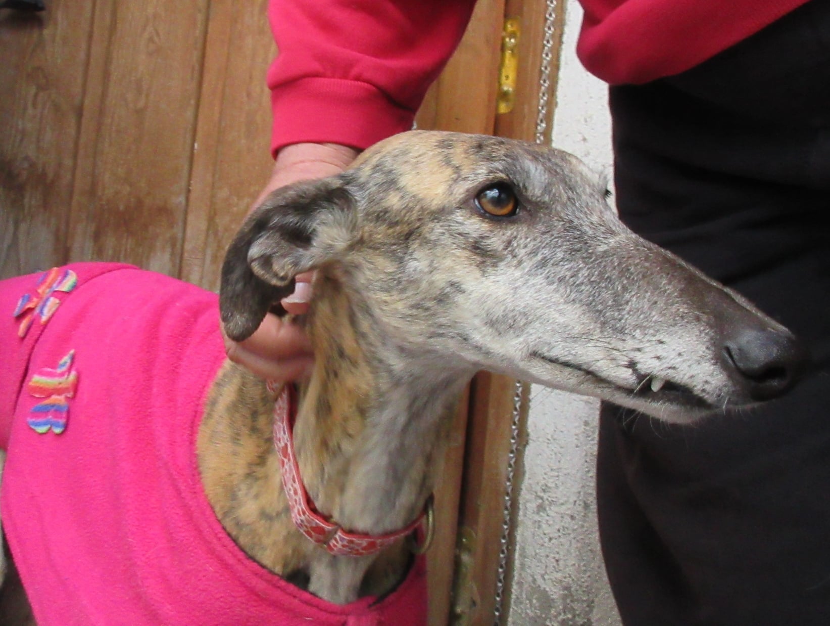 Azia AVAILABLE The Sighthound Underground