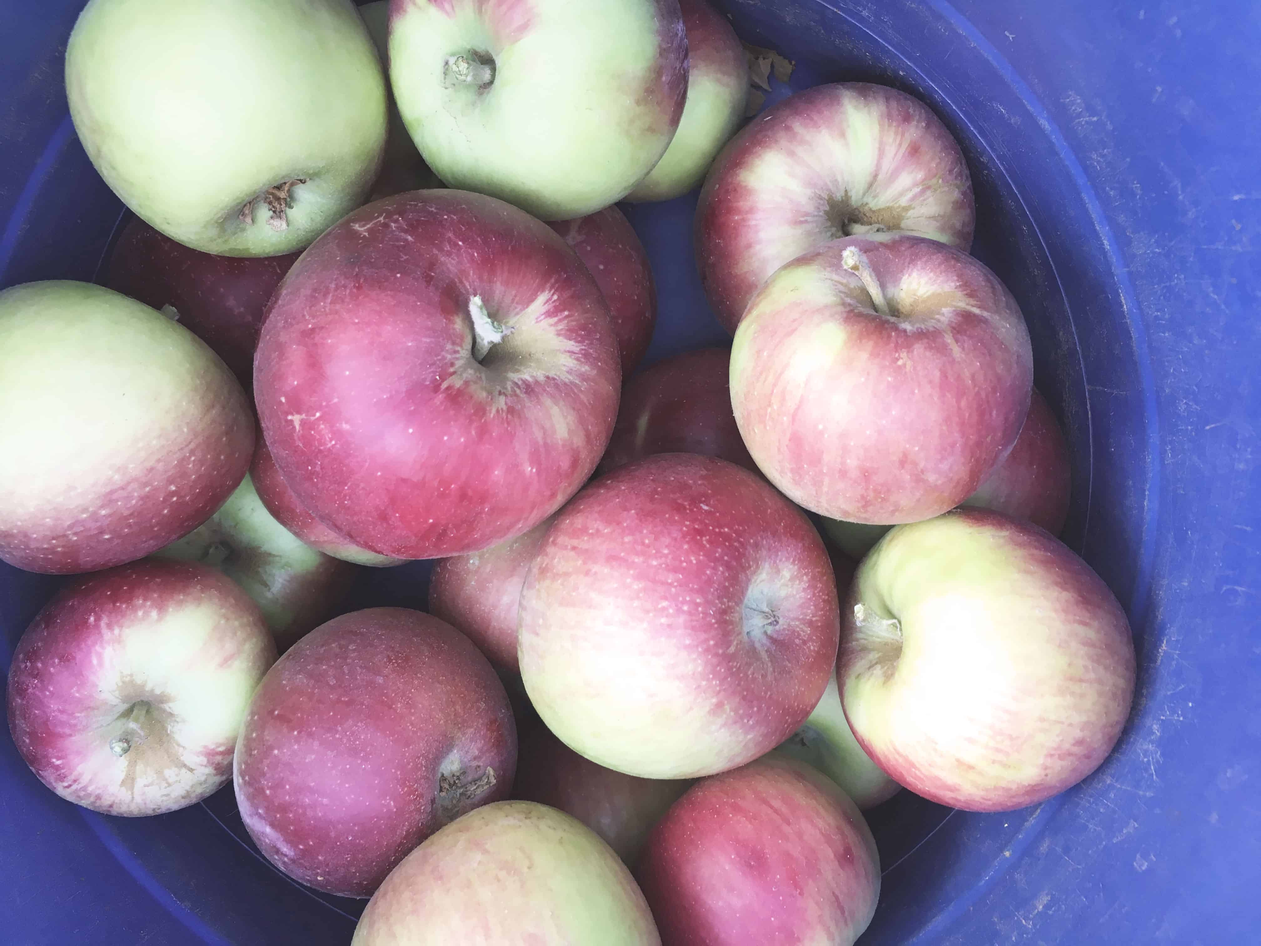 The Best Things to Do in Apple Hill in Fall Sights Better Seen