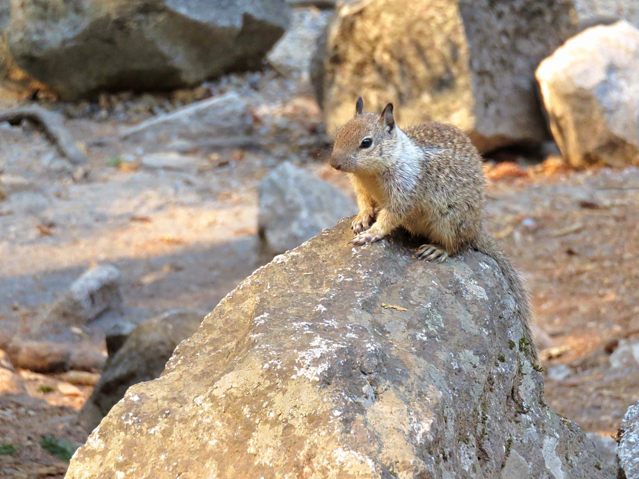 Getting to know California Ground Squirrels Sightseeing Scientist