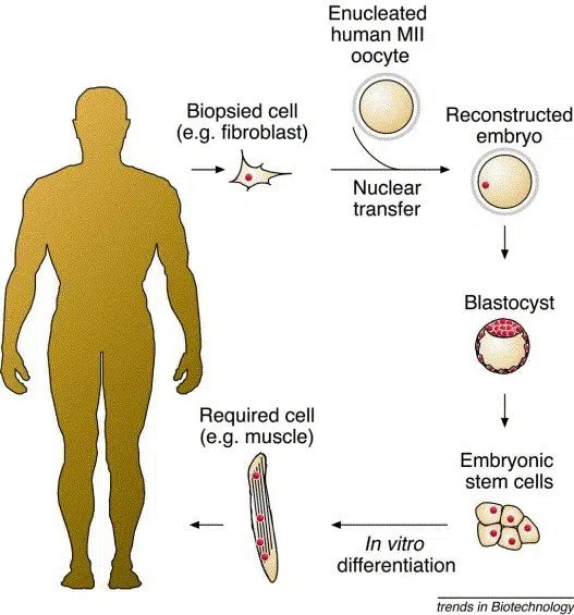Gene Cloning and Gene Therapy Curing Inherited Diseases and Cancer