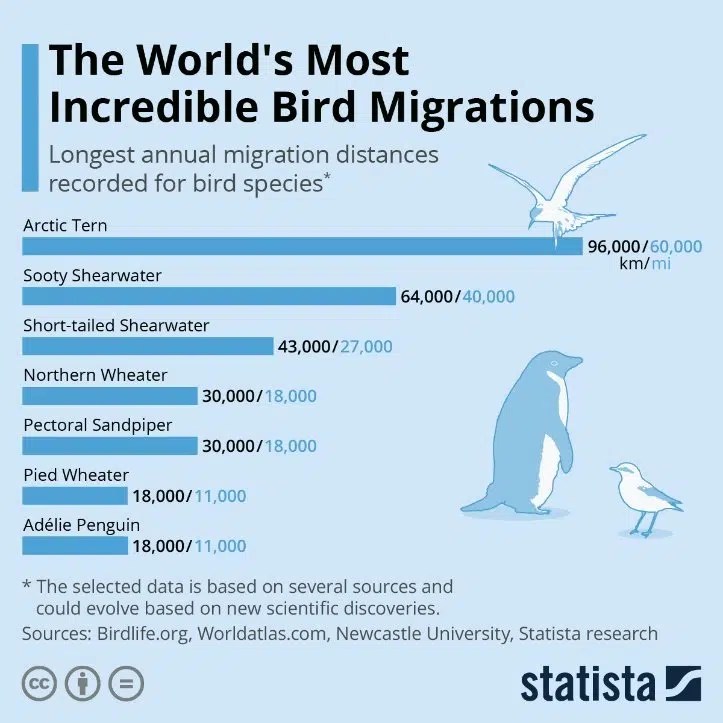 Why Do Some Birds Migrate And Others Don't? Sigma Earth