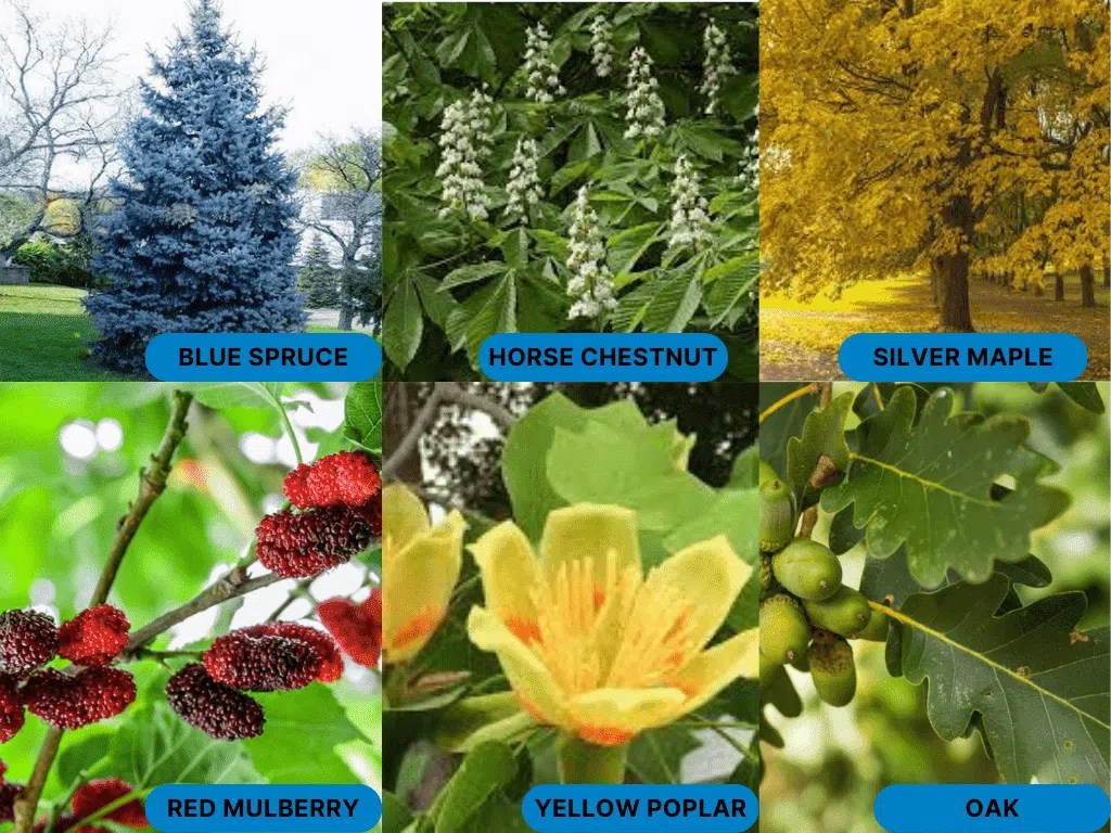 The Surprising Amount of CO2 Trees Can Absorb