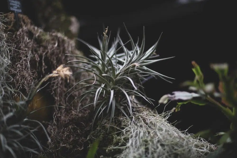 Air Plants In Florida Sigma Earth
