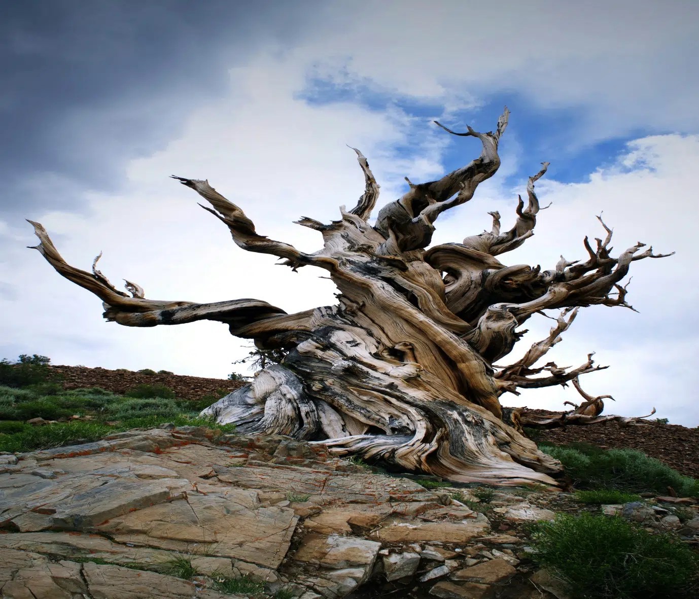 The Oldest Tree On Earth And Its Fellow Ancients Sigma Earth