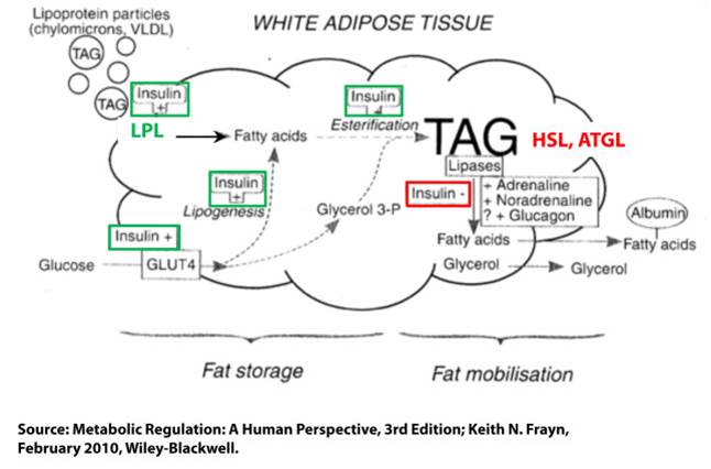 Eat More Fat, Burn More Fat Myth, Magic or Metabolic Advantage