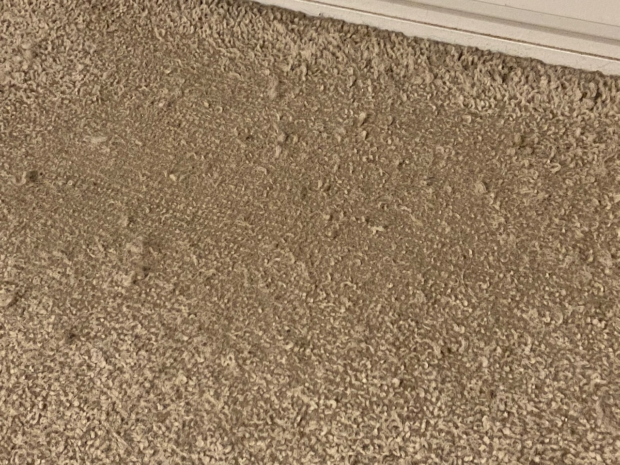 Why is my carpet going bald? textile softfurnishings Ask MetaFilter