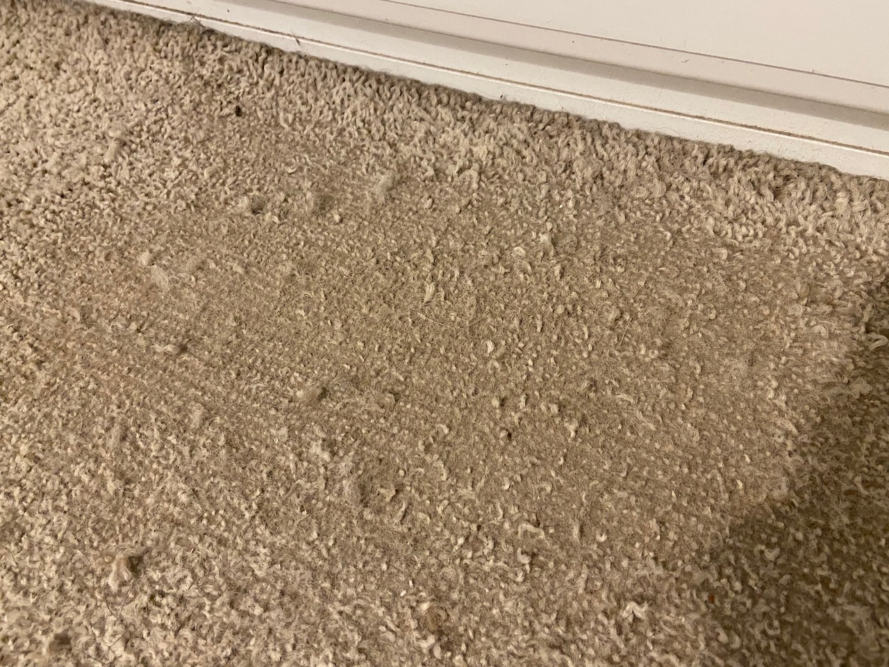 Why is my carpet going bald? textile softfurnishings Ask MetaFilter