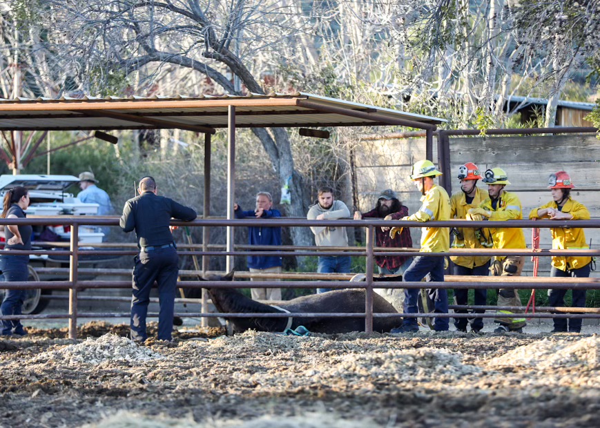 Fire personnel working to rescue downed horse