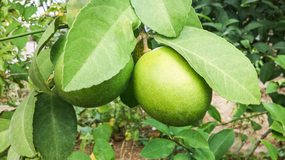 Definición de Limón