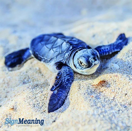Dreams about Turtles Meaning, Interpretation & Symbol