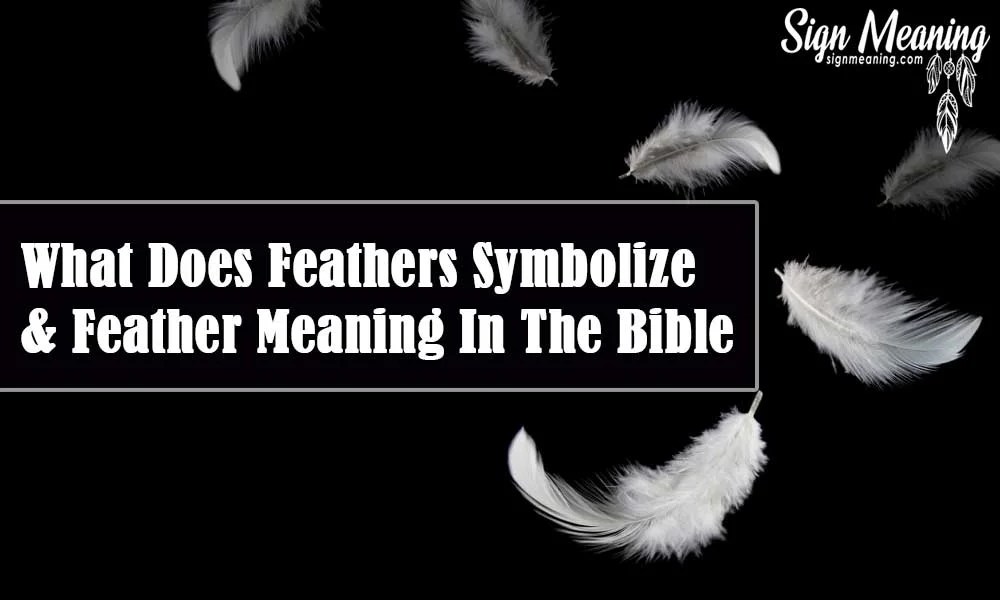 What Does Feathers Symbolize And Feather Meaning In The Bible?